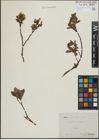 Foto von Salix hastata L.